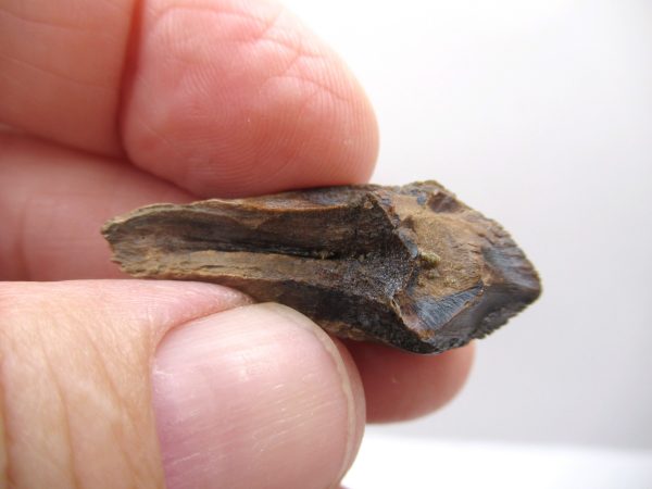 Genuine Cretaceous Age Triceratops Tooth Fossils for Sale from South Dakota #2b