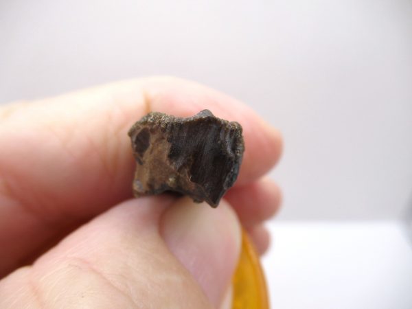 Genuine Cretaceous Age Triceratops Tooth Fossils for Sale from South Dakota #2d