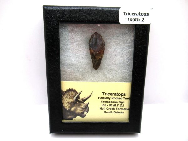 Genuine Cretaceous Age Triceratops Tooth Fossils for Sale from South Dakota #2e