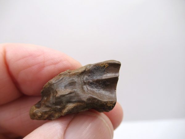 Genuine Cretaceous Age Triceratops Tooth Fossils for Sale from South Dakota #4