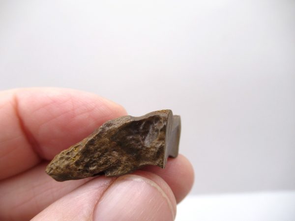 Genuine Cretaceous Age Triceratops Tooth Fossils for Sale from South Dakota #4a