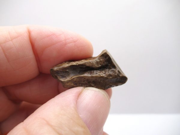 Genuine Cretaceous Age Triceratops Tooth Fossils for Sale from South Dakota #4b