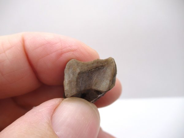 Genuine Cretaceous Age Triceratops Tooth Fossils for Sale from South Dakota #4d