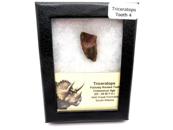 Genuine Cretaceous Age Triceratops Tooth Fossils for Sale from South Dakota #4e