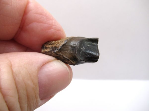 Genuine Cretaceous Age Triceratops Tooth Fossils for Sale from South Dakota #6