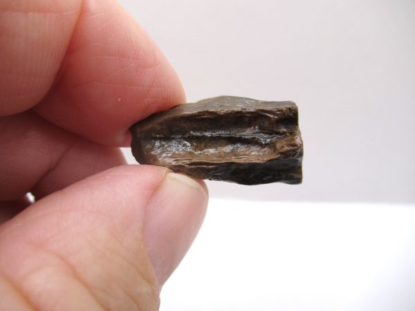 Genuine Cretaceous Age Triceratops Tooth Fossils for Sale from South Dakota #6b