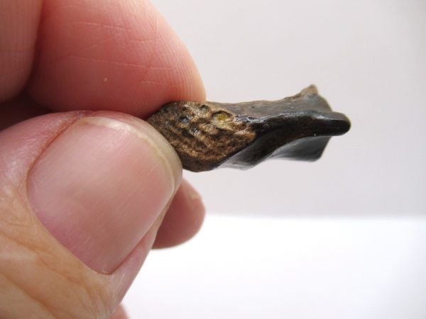 Genuine Cretaceous Age Triceratops Tooth Fossils for Sale from South Dakota #6c