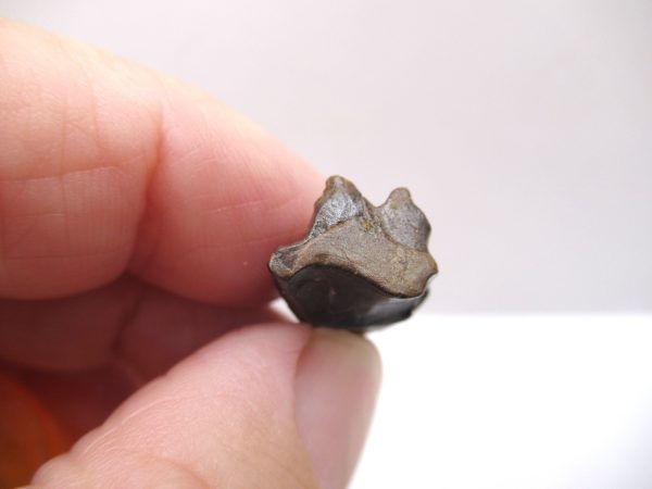 Genuine Cretaceous Age Triceratops Tooth Fossils for Sale from South Dakota #6d