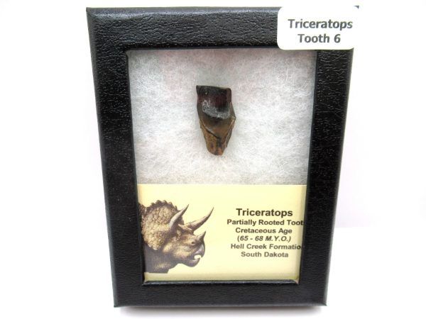 Genuine Cretaceous Triceratops Tooth Fossils for Sale from South Dakota #6e