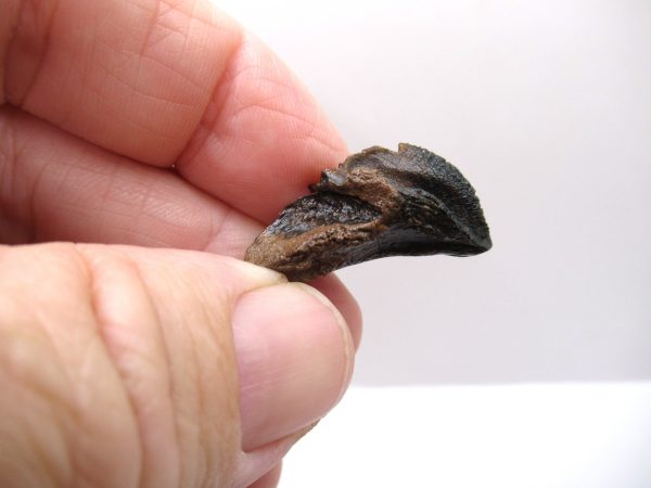 Genuine Cretaceous Age Triceratops Tooth Fossils for Sale from South Dakota #7a