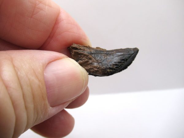 Genuine Cretaceous Age Triceratops Tooth Fossils for Sale from South Dakota #7c