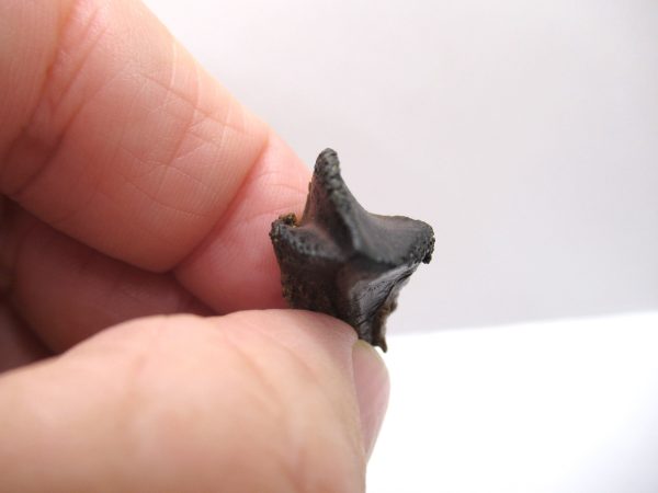 Genuine Cretaceous Age Triceratops Tooth Fossils for Sale from South Dakota #7d