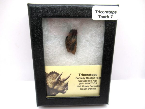 Genuine Cretaceous Triceratops Tooth Fossils for Sale from South Dakota #7e