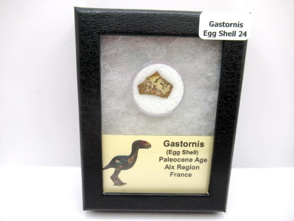 Genuine Paleocene Age Gastornis Egg Shell Fossils From France For Sale #24