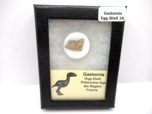 Genuine Paleocene Age Gastornis Egg Shell Fossils From France For Sale #29