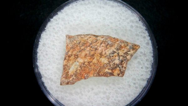 Genuine Paleocene Age Gastornis Egg Shell Fossils From France For Sale #29a