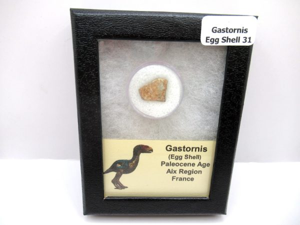 Genuine Paleocene Age Gastornis Egg Shell Fossils From France For Sale #31