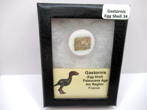 Genuine Paleocene Age Gastornis Egg Shell Fossils From France For Sale #34