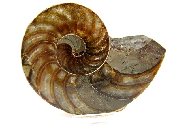 General Cretaceous Age Cymatoceras Nautilus Fossils From Madagascar For Sale #23