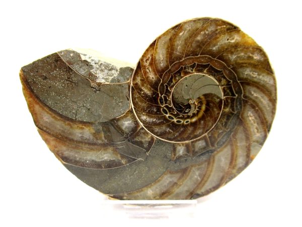 General Cretaceous Age Cymatoceras Nautilus Fossils From Madagascar For Sale #23a