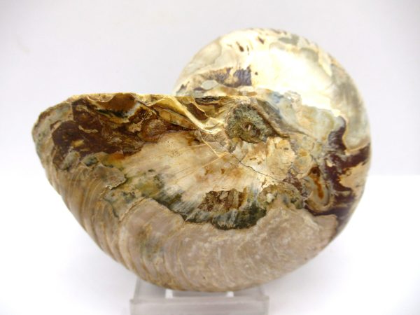 General Cretaceous Age Cymatoceras Nautilus Fossils From Madagascar For Sale #23c