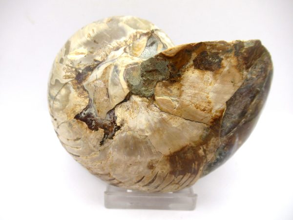 General Cretaceous Age Cymatoceras Nautilus Fossils From Madagascar For Sale #23d