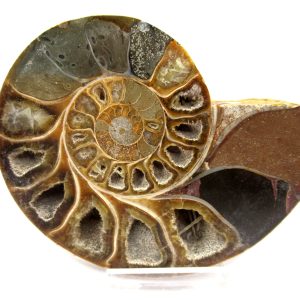 General Cretaceous Age Ammonite Pair Fossils From Madagascar For Sale #100