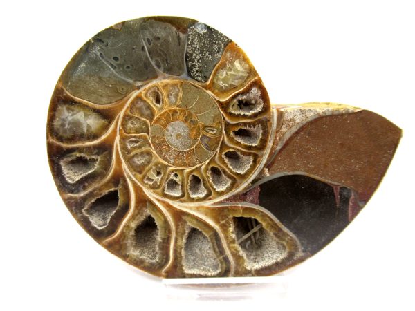 General Cretaceous Age Ammonite Pair Fossils From Madagascar For Sale #100