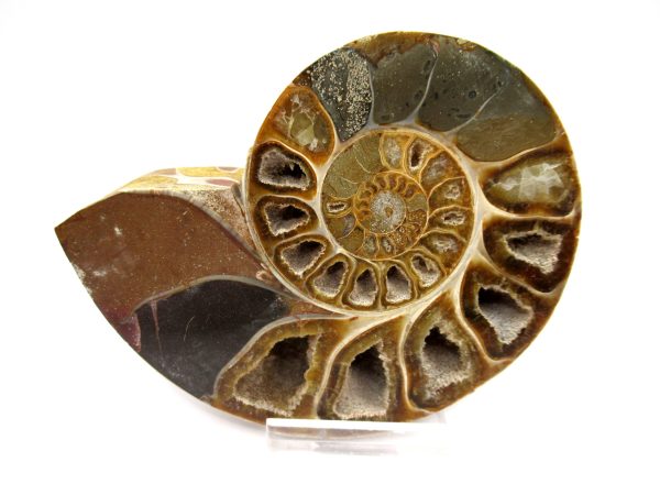 General Cretaceous Age Ammonite Pair Fossils From Madagascar For Sale #100a