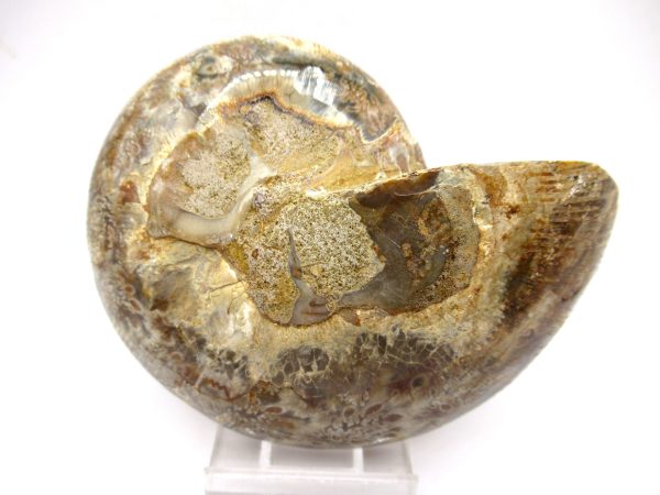 General Cretaceous Age Ammonite Pair Fossils From Madagascar For Sale #100d