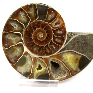 General Cretaceous Age Ammonite Pair Fossils From Madagascar For Sale #95