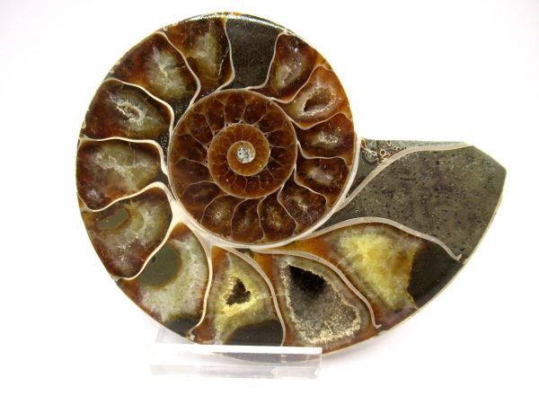 General Cretaceous Age Ammonite Pair Fossils From Madagascar For Sale #95