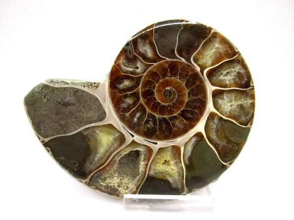 General Cretaceous Age Ammonite Pair Fossils From Madagascar For Sale #95a