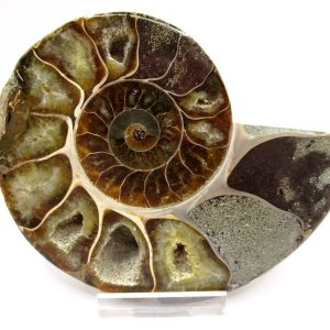 General Cretaceous Age Ammonite Pair Fossils From Madagascar For Sale #96