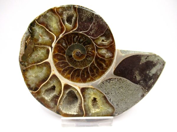 General Cretaceous Age Ammonite Pair Fossils From Madagascar For Sale #96