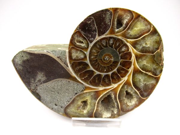 General Cretaceous Age Ammonite Pair Fossils From Madagascar For Sale #96a