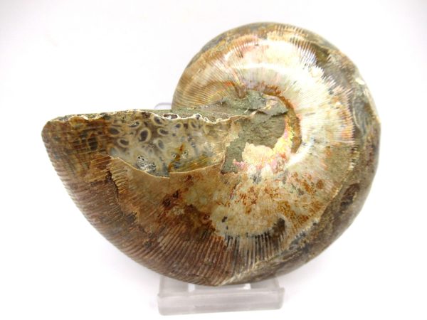 General Cretaceous Age Ammonite Pair Fossils From Madagascar For Sale #96c