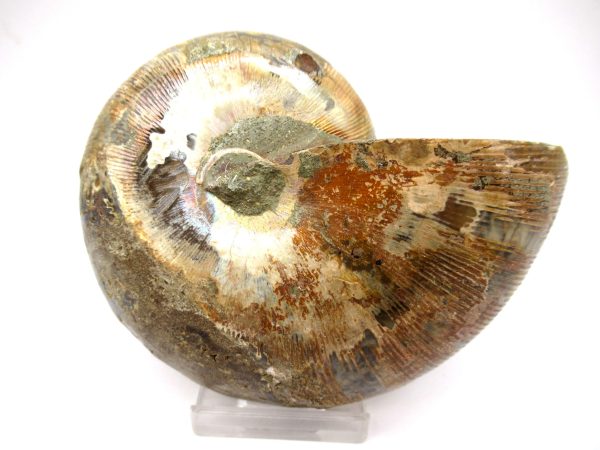 General Cretaceous Age Ammonite Pair Fossils From Madagascar For Sale #96d