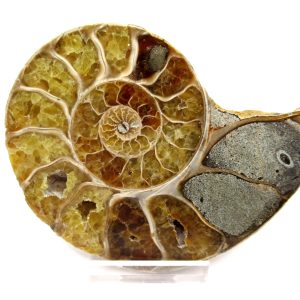 General Cretaceous Age Ammonite Pair Fossils From Madagascar For Sale #97