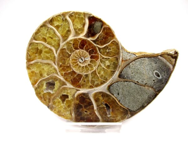 General Cretaceous Age Ammonite Pair Fossils From Madagascar For Sale #97