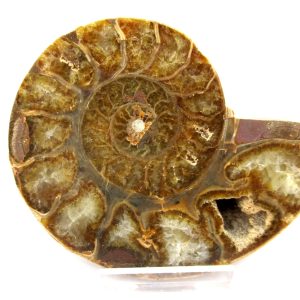 General Cretaceous Age Ammonite Pair Fossils From Madagascar For Sale #98