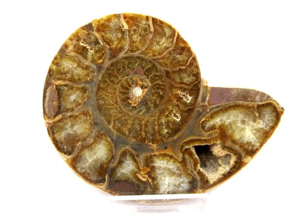 General Cretaceous Age Ammonite Pair Fossils From Madagascar For Sale #98