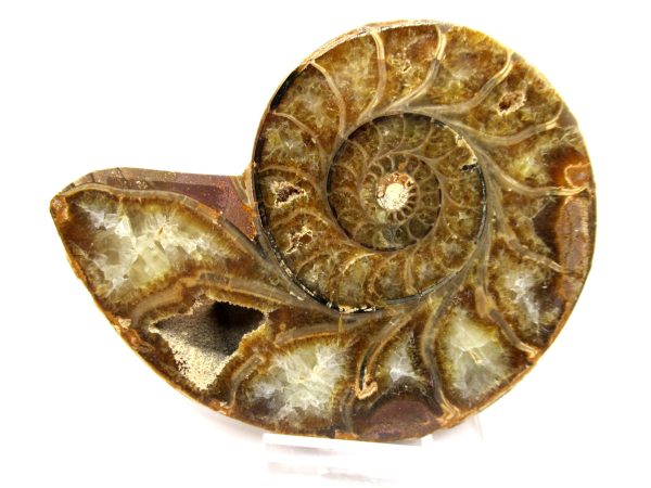 General Cretaceous Age Ammonite Pair Fossils From Madagascar For Sale #98a