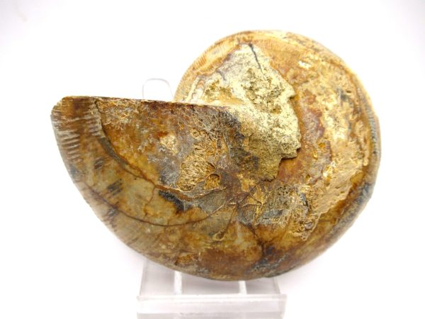 General Cretaceous Age Ammonite Pair Fossils From Madagascar For Sale #98c