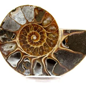 General Cretaceous Age Ammonite Pair Fossils From Madagascar For Sale #99