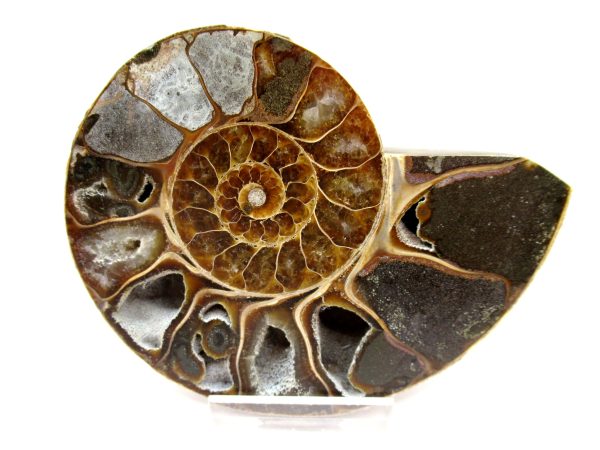 General Cretaceous Age Ammonite Pair Fossils From Madagascar For Sale #99