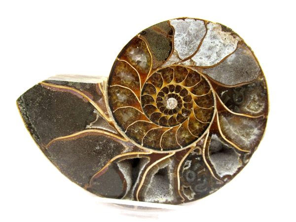 General Cretaceous Age Ammonite Pair Fossils From Madagascar For Sale #99a