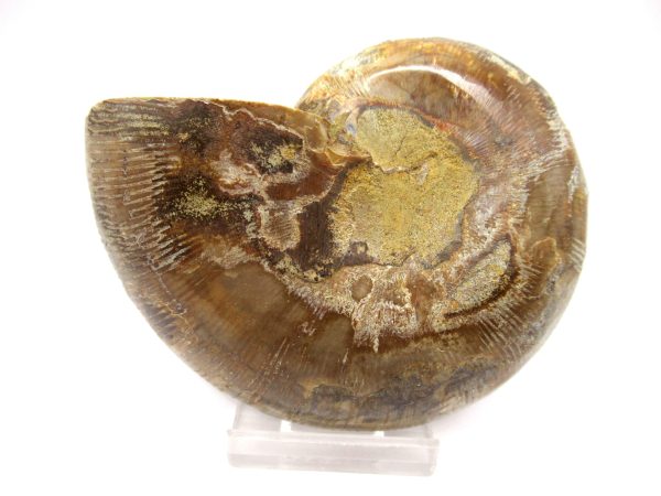 General Cretaceous Age Ammonite Pair Fossils From Madagascar For Sale #99c