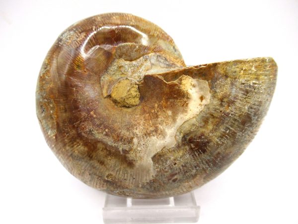 General Cretaceous Age Ammonite Pair Fossils From Madagascar For Sale #99d