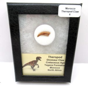 Genuine Cretaceous Age Dinosaur Claw Fossil For Sale From Morocco #6